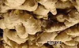 GINGER BUYERS NEEDED FOR OUR 2019 DEALS: GET ENLISTED