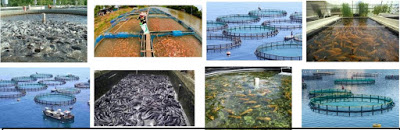 Requirement for Bank of Industry (BOI) Fish Farming Fund