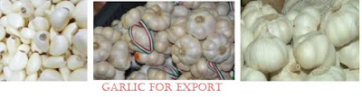 Garlic Export Business Opportunities in Nigeria a Gold mine