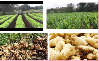 How you can be a Ginger farmers Rep in Nigeria