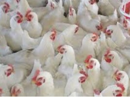 Medium Scale Poultry Business Plan in Nigeria