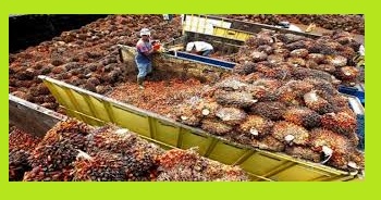 Palm Oil Business Plan Template & How to Start