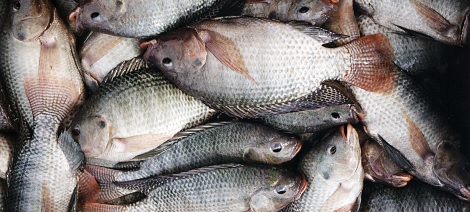 How You Can Make Your Millions From  Fish Farming Business In Nigeria
