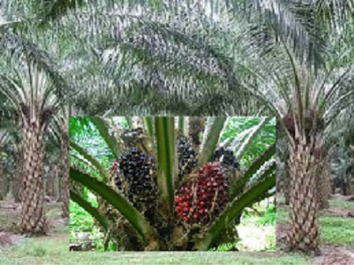 Palm Plantation Feasibility Analysis for Beginners 