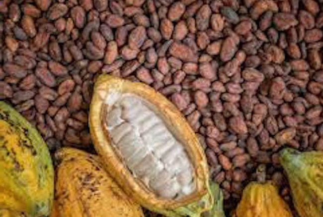 Sample Cocoa Bean Processing & Marketing Business Plan for FREE