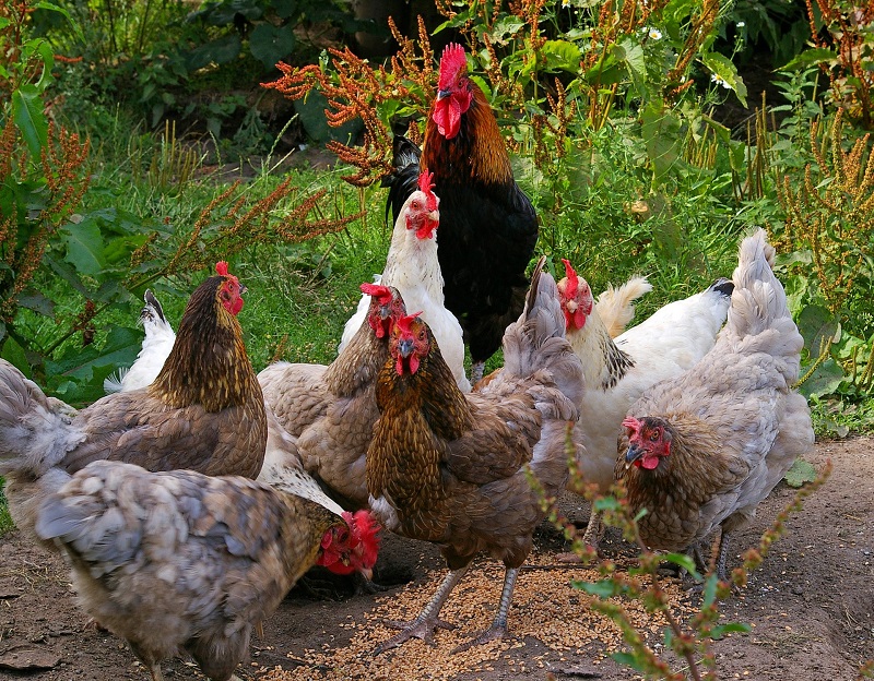 Starting a poultry feed mill - a sample business plan template