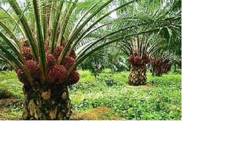 Palm Oil Production Business PLan Financial Analysis in Nigeria