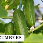 Be a Millionaire Cucumber farmer With a Free Business Plan Template