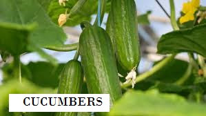 You are currently viewing Be a Millionaire Cucumber farmer With a Free Business Plan Template