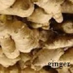 HOW TO BE A MULTI-MILLIONAIRE GINGER FARMER  – A WINNING BUSINESS PLAN