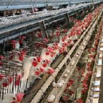 Poultry Farming Business – What You Should Know