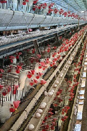 Read more about the article Poultry Farming Business – What You Should Know