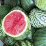 WATERMELON FARMING –  BUSINESS PLAN  AND FEASIBILITY STUDY  TEMPLATE