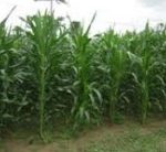 Economic Empowerment Program – Agro-Business Plan Questionnaire
