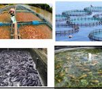 Requirement for Bank of Industry (BOI) Fish Farming Fund