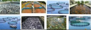 Read more about the article Requirement for Bank of Industry (BOI) Fish Farming Fund