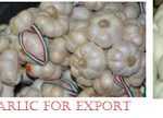 How to make millions from Garlic Export Business in Nigeria