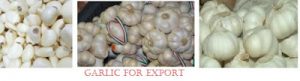 Read more about the article Garlic Export Business Opportunities in Nigeria a Gold mine.