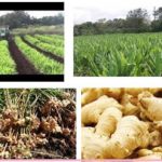 How you can be a Ginger farmers Rep in Nigeria