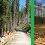 Federal Ministry of Environment Latest Job Recruitment June 2018/Recruitment of Provost  Federal College of Forestry, Oyo