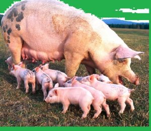 Pig Farming Business Plan Template Nigeria
