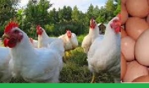Poultry Farming Business Plan Marketing Strategy Segment