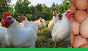 Poultry Farming – Heat Stress Management Tips