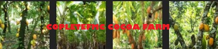 Cocoa Seed Marketing Business Plan Analysis