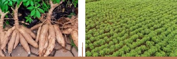 How to Enjoy Cassava Farming Business in Nigeria