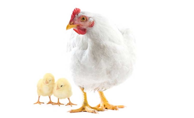 Quality Guide to Poultry Farming Vaccination and Medication Programs