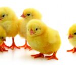 Quality Guide to Poultry Farming Vaccination and Medication Programs