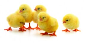 Read more about the article Quality Guide to Poultry Farming Vaccination and Medication Programs