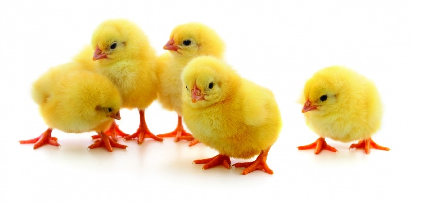 Quality Guide to Poultry Farming Vaccination and Medication Programs
