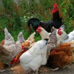 Amazing importance of Poultry Farm vaccination and medication