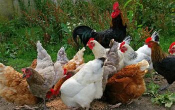 Amazing importance of Poultry Farm vaccination and medication.