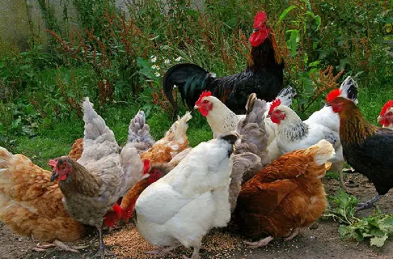 Read more about the article Amazing importance of Poultry Farm vaccination and medication
