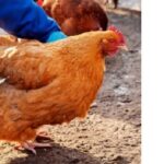 Poultry Farm Vaccination and medication program: A Practical Implementation