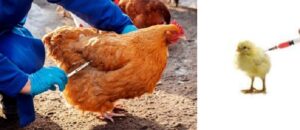 Read more about the article Poultry Farm Vaccination and medication program: A Practical Implementation
