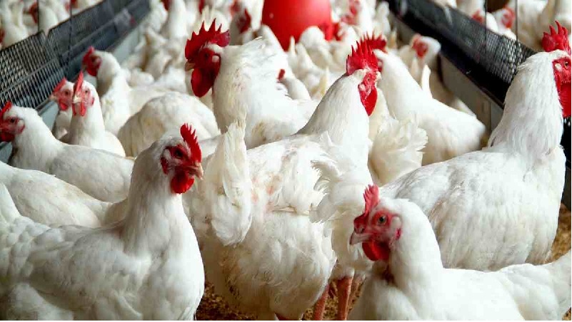 How to maintain good hygiene and biosecurity on poultry farms.