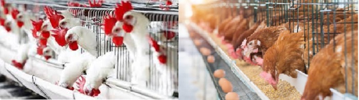  How to maintain good hygiene and biosecurity on poultry farms