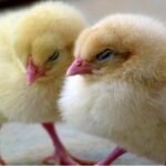 How to recognize Poultry Disease signs and respond appropriately