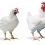 How to manage Poultry Farming Vaccination & Medication