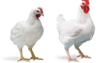 How to manage Poultry Farming Vaccination & Medication