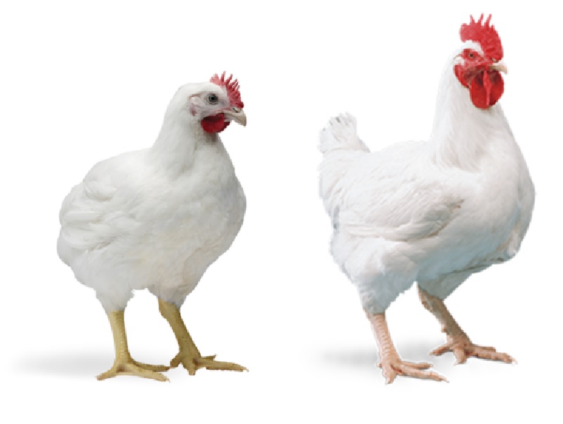 How to manage Poultry Farming Vaccination & Medication