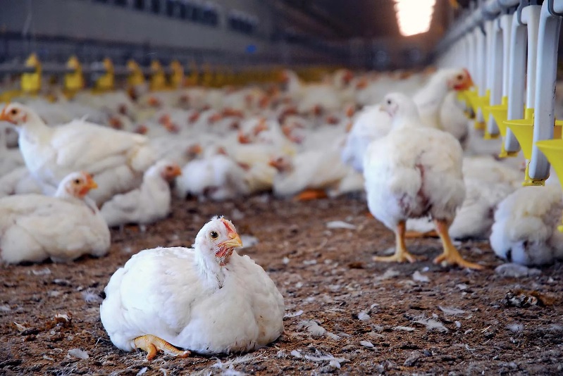 Latest Disease Preventive Guide for Poultry Farms