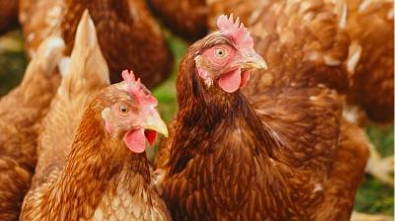 How to recognize Poultry Disease signs and respond appropriately