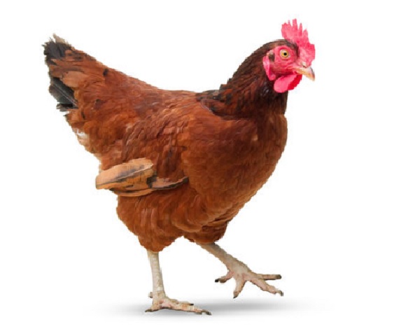 You are currently viewing How to Maximize Poultry Health and Productivity