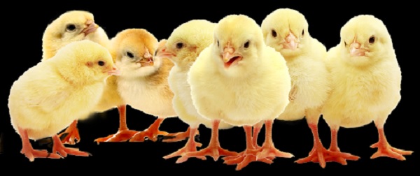 How to Maximize Poultry Health and Productivity