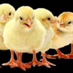 Understanding the Different Types of Vaccines and Medications for Poultry Farming