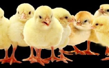 Understanding the Different Types of Vaccines and Medications for Poultry Farming